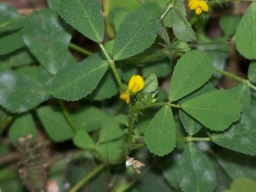 Medicago polymorpha